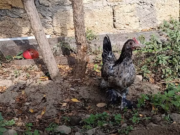 Japanese Bantam