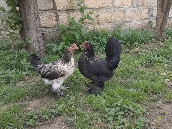 Japanese Bantam