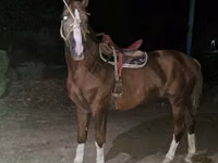 حصان, Tatar horse — الصورة 3