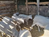 Schaf, Schafe — Foto 4