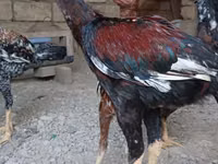 Chickens — الصورة 1