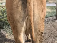 Cow, Cattle — photo 2