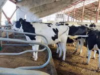 गाय, गोलस्टीन नस्ल — फ़ोटो 8