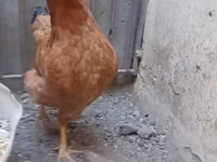 Chickens — photo 2