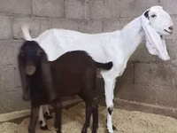 Goat, Kamori goats — photo 2