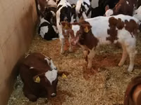 Cattle (batch, sex not specified), Simmental cattle — photo 1