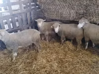 Carnero, Ile-de-France sheep — foto 5