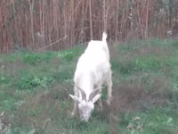 Cabra, Saanen goat — foto 4
