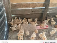 Chickens — photo 6