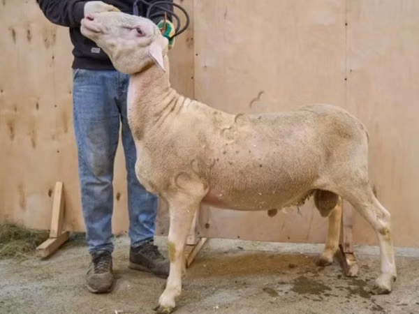 公羊, Lacaune sheep