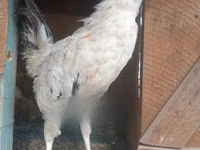 Chickens — Foto 3