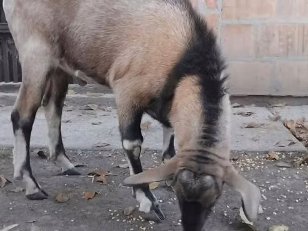 Ziegenbock, Nubian Goat