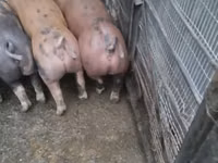 Sow, Pigs — photo 3