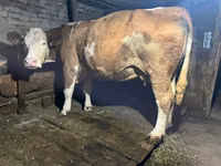 بقرة, Simmental cattle — الصورة 1