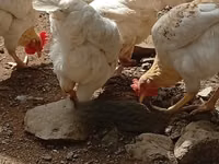 Shamo chickens — photo 4