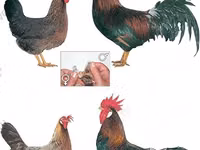 Chickens — الصورة 3