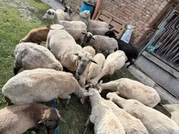 Schaf, Schafe