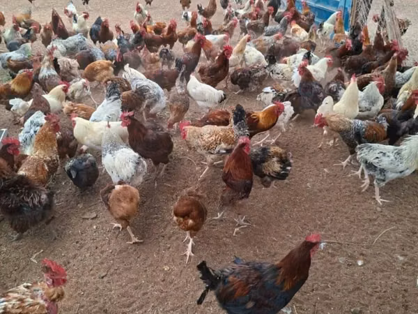 Chickens — केन्या