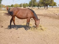 Yegua, Kyrgyz Horse — foto 5