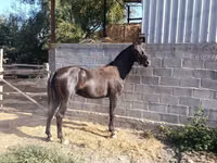 Horse (M), Friesian sport horse — photo 3