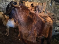Ziegenbock, Kamori goats — Foto 2