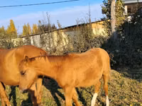 Pferde (Partie, Geschlecht nicht angegeben), Thoroughbred horse — Foto 3