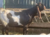 बकरा, Kamori goats — फ़ोटो 2