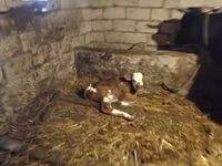 गाय, Simmental cattle — फ़ोटो 3
