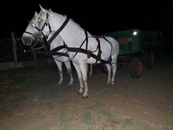 Horse (M), Horses