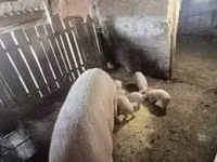 Cerda — foto 4