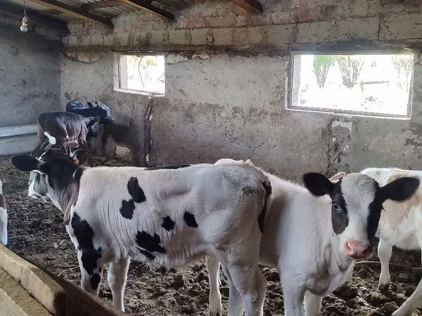 Cow, Cattle