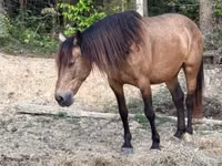 Stute, Black Sea breed — Foto 5