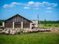 Ram, Romanov sheep — photo 3