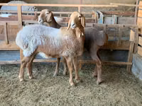 Oveja, Arashan sheep — foto 5