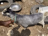 Goat, West African dwarf goats — photo 4