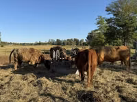 Cow, Highland — photo 1