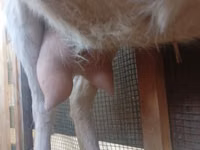 Cabra, Saanen goat — foto 1