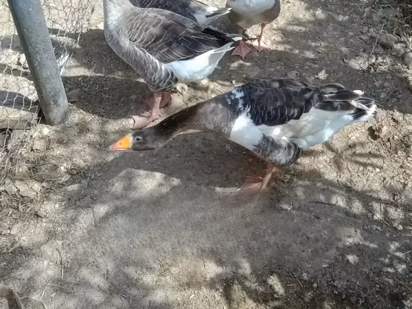 Geese — كينيا