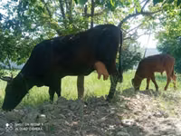 Cow, Cattle — photo 4