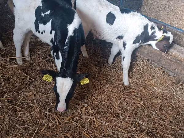 Toro, Russian Black pied cattle