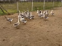 Geese — photo 7