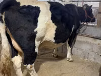 Cow, Holstein breed — photo 7