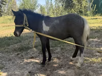 Mare, Australian Pony — photo 2