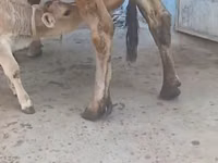 بقرة, الماشية — الصورة 7