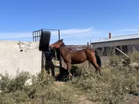 Caballo, Anglo-Arabian — foto 5