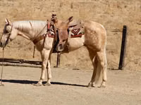 Mare, Quarter Horse — photo 3