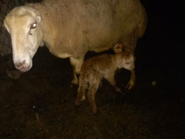 Sheep, Sheep