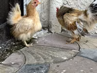 Chickens — الصورة 4