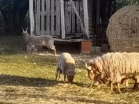 Ram, Baerchuke sheep — photo 1