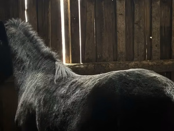 Horse (M), Horses